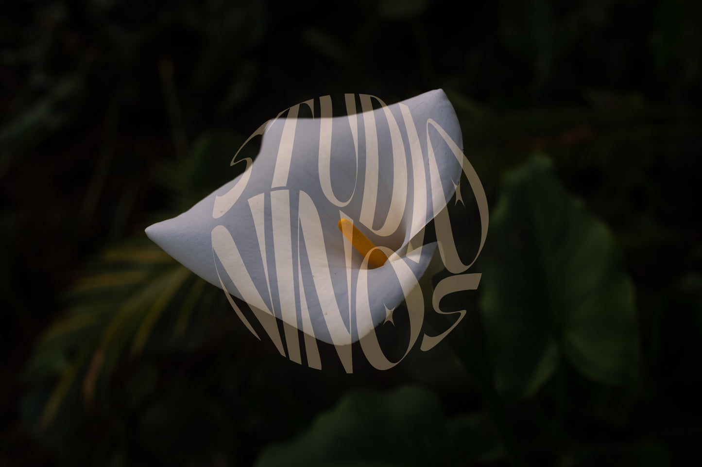 Madeira - Calla Lilie - Fotografie