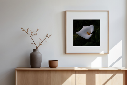 Madeira - Calla Lilie - Fotografie
