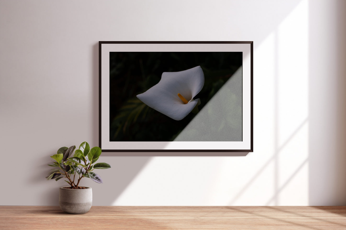 Madeira - Calla Lilie - Fotografie