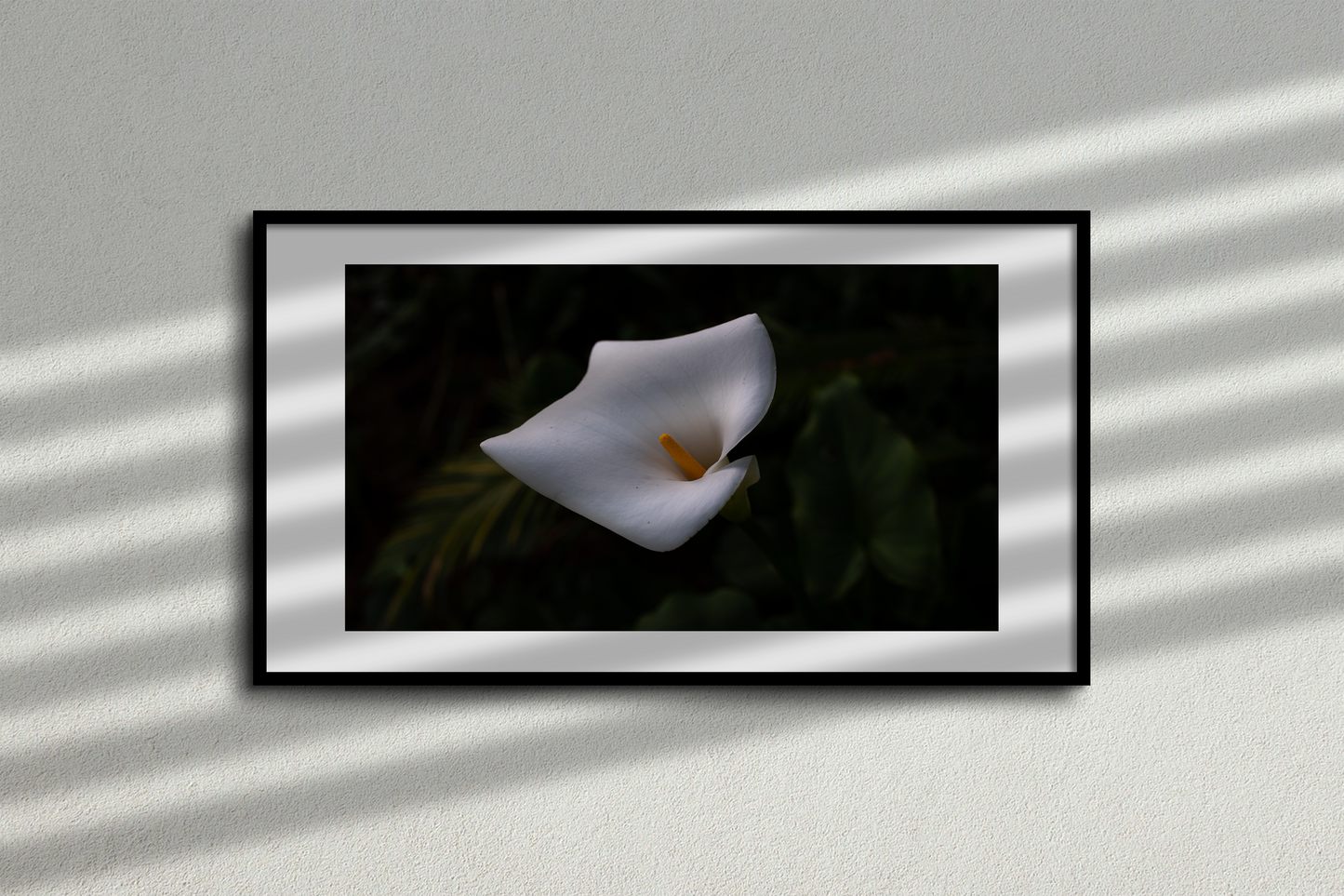 Madeira - Calla Lilie - Fotografie